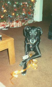 The Perfect Christmas Pup