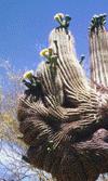 Fan-shaped Saguaro
