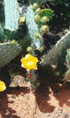 Prickly Pear