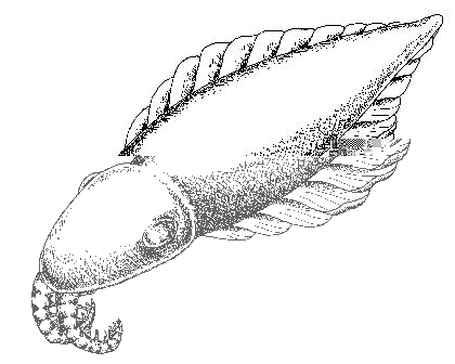 Anomalocaris