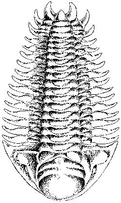 Trilobite